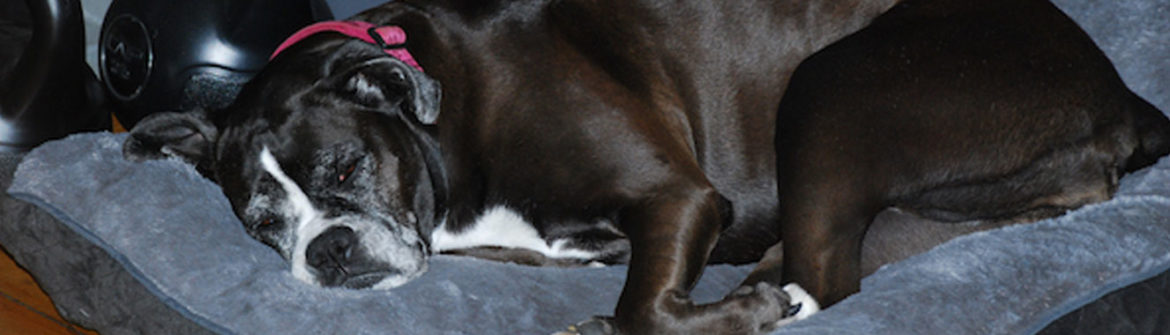 Black dog sleeping on gray pet bed