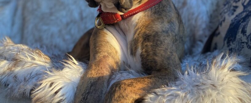 Brindle dog with red collar on fluffy cushion