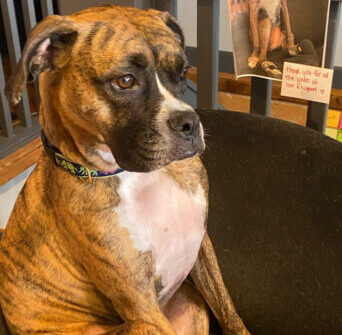 Brindle dog seated in chair with portrait